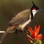 image of bird