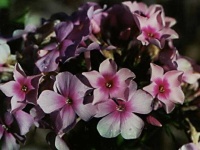 image of flower