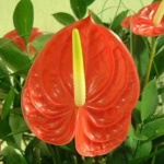 image of anthurium #17