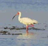 image of ibis