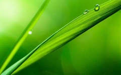 image of grass