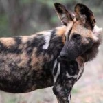 image of animal