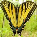 image of animal