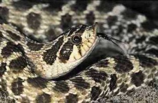 image of hognose_snake #26