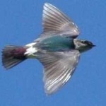 image of bird