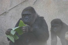 image of chimpanzee