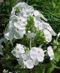 image of flower