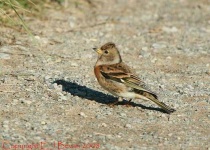 image of brambling