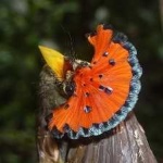 image of bird
