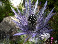 image of alpine_sea_holly #27