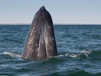 image of grey_whale