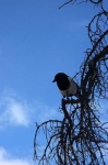 image of magpie