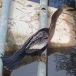 image of bird