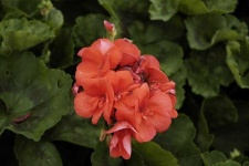 image of geranium #34