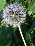 image of flower
