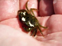 image of rock_crab