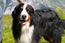 image of bernese_mountain_dog #25