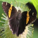 image of banded_butterfly #163