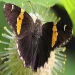 image of animal