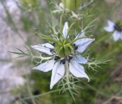 image of flower