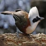 image of bird