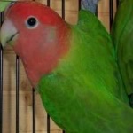 image of bird