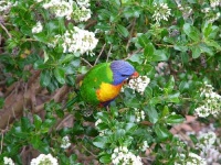 image of lorikeet
