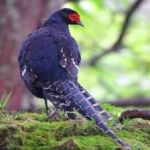 image of bird