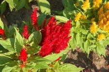 image of flower