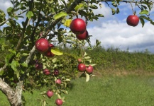 image of fruit_and_vegetable