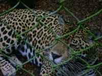 image of jaguar_car
