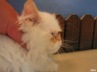 image of persian_cat