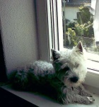 image of west_highland_white_terrier