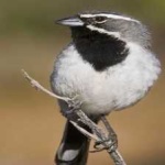 image of black_throated_sparrow #22