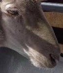 image of animal