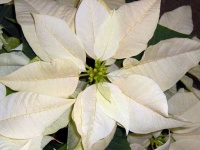 image of flower