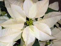 image of poinsettia #32