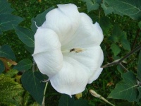 image of flower