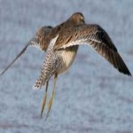 image of bird