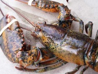 image of american_lobster