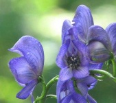 image of flower