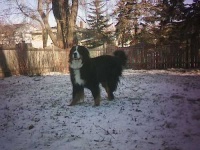 image of bernese_mountain_dog #27