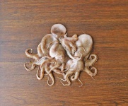 image of animal