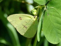 image of sulphur_butterfly #31