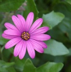 image of flower
