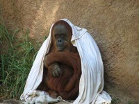 image of orangutan