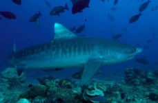 image of tiger_shark