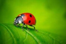 image of ladybugs #49