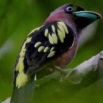 image of banded_broadbill #14