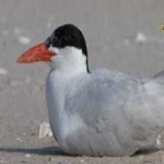 image of bird
